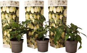 Pepino - 3 ks. - Solanum Muricatum 'Pepino gold' - Výška 25-40cm - ⌀9cm