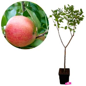 Malus Domestica 'Pinova' Apfelbaum, 5 Liter Topf