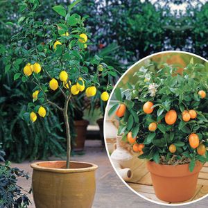 Bakker.com - Sammlung von Kumquat und Zitronenbäumen (x2), Die 2 töpfe / Ø 14cm / Lieferhöhe 20-25cm