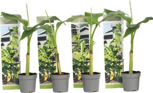 Banánovník japonský - 4 ks. - Musa basjoo - Výška 25-40cm - ⌀9cm