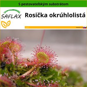 SAFLAX - Rosička okrúhlolistá - Drosera rotundifolia - 50 Semená - S pestovateľským substrátom bez klíčkov