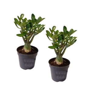 Adenium Obesum - 2er Set - Wüstenrose - Rosa - Topf 10,5cm - Höhe 25-40cm