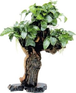 Mbuna groß mit Zwergspeerblatt - Mbuna groß mit Anubias barteri var. Nana ca. 12 x 19 x 45 cm