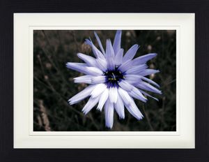 Blumen Gerahmtes Bild Mit Edlem Passepartout | Wand-Bilder | Im Bilderrahmen - Blütenzauber, Hellblaue Zichorie (30 x 40 cm)