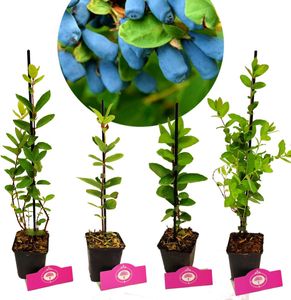 Set mit 4 Honigbeeren – Lonicera caerulea – Höhe 30 cm – 9 cm Topf – Mix A