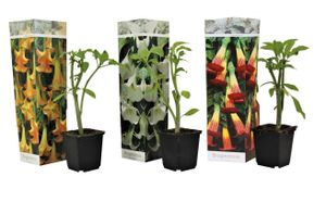 Plant in a Box - Brugmansia Mix - 3er Mix - 'Engelstrompete' - Gartenpflanze - Trompetenbaum - Kübelpflanze - Topf 9cm - Höhe 25-40cm