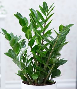 BALDUR-Garten Zamioculcas, 1 Pflanze, Glücksfeder, Zamie, Zamia Farn, Zamia Palme, pflegeleichte Zimmerpflanze Zimmerpflanze, Grünpflanze, mehrjährig - frostfrei halten, Zamioculcas zamiifolia