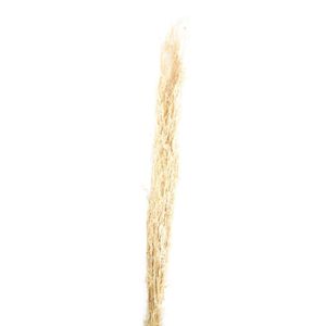 Alfonso Gras natur - alfonso grass - Lolium perenne - 100 cm - 100 g