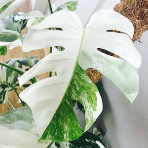 100 Stück weiße Monstera-Palmenschildkrötenblätter Pflanzensamen Garten Balkon Bonsai Dekor