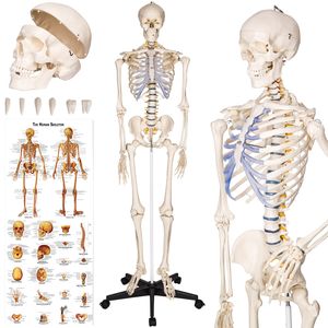 Anatomický model ľudskej kostry 180 cm
