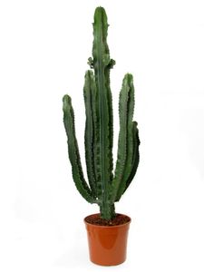 Kaktus von Botanicly – Wolfsmilch Kaktus – Höhe: 110 cm – Euphorbia Eritrea