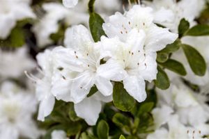 Japanische Azalee 'Diamant Weiß'® Rhododendron obt.'Diamant Weiß'  -R- C 2 15-