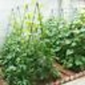 Sekey 5er Set 60 cm Pflanzstab Rankhilfe Tomaten Pflanzenstäbe Tomatenstäbe Pflanzenstäbe