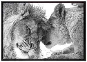 Bezauberndes kuschelndes Löwenpaar Leinwandbild 100x70 cm im Bilderahmen | Wandbild  | Schattenfugenrahmen | Kein Poster