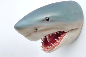 XXL Premium Haikopf lebensgross Shark Fisch Haifisch Hai-Deko auch zum aufhängen