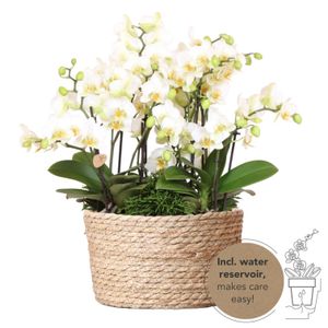 Kolibri Orchids | weißes Pflanzenset im Schilfkorb inkl. Wassertank | drei weiße Orchideen Lausanne 9cm und drei Grünpflanzen | Dschungelstrauß weiß mit autarkem Wassertank