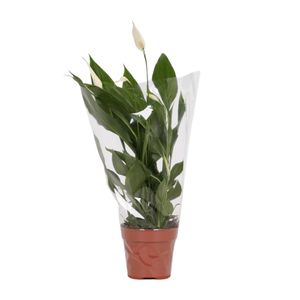 Grünpflanze – Einblatt (Spathiphyllum Alana) – Höhe: 45 cm – von Botanicly