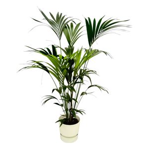 Kentia Palme - Forstersche Kentia - Zimmerpflanze + Topf Greenville Weiß - ↨160cm - Ø30cm