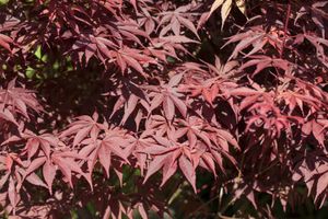 Acer palmatum 'Bloodgood' - Fächerahorn C 60-80, Robuste Rotlaubige Pflanze