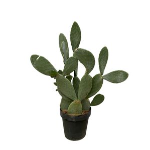 Kaktus – Opuntia ficus indica Výška: 140 cm – od Botanicly