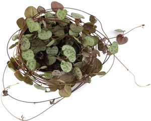 Fangblatt - Ceropegia linearis ssp. woodii - zauberhafte Leuchterblume - String of Hearts Pflanze - ca. 25 cm lang, im Ø 8,5 cm Topf - trendige Zimmerpflanze