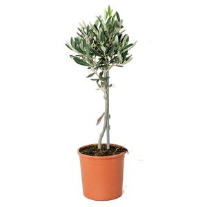 Olea Europaea - Olivenbaum auf Stamm - Baum - Winterhart – ⌀14 cm - ↕40-50 cm
