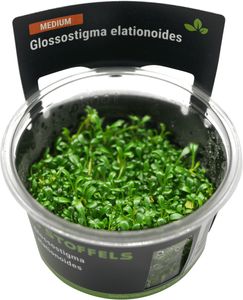 Stoffels Glossostigma elatinoides in-vitro