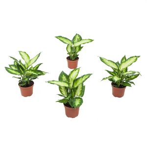 Zimmerpflanzen von Botanicly – 4 × Dieffenbachie – Höhe: 30 cm – Dieffenbachia Camilla