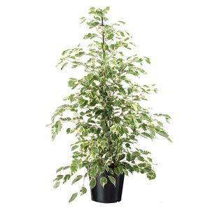 Plant in a Box - Ficus benjamina Twilight - Echte Zimmerpflanzen groß - Geigenpflanze - Topf 21cm - Höhe 100-110cm