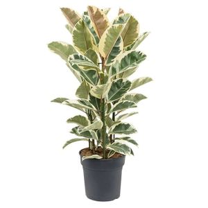 Plant in a Box - Ficus Elastica Tineke - Gummibaum Zimmerpflanze gross - Topf 24cm - Höhe 75-100cm