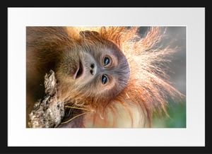 Lustiger Baby Orang-Utan mit RindeBilderrahmen mit Galerie-Passepartout / Format: 55x40cm / gerahmt / hochwertige Leinwandbild Alternative