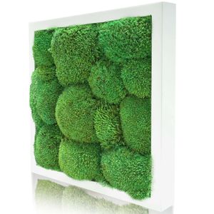 Moosbild Kugelmoos - Pflanzenbild im Vollholz-Rahmen | Weiß - 25 x 25