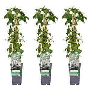 Hello Plants Hydrangea Petiolaris Kletterhortensie Kletterpflanze - 3 Stück - Ø 15 cm - Höhe: 65 cm