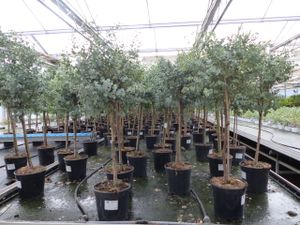 Eucalyptus Gunni Stamm Eukalyptusbaum, 90 - 110 cm, Pflanze winterhart