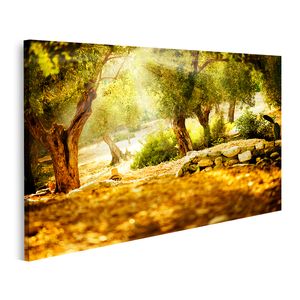 Bild auf Leinwand Olivenbäume Im Sonnenlicht Wandbild Poster Kunstdruck Bilder 100x57cm 1-teilig