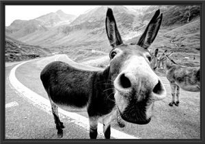 Lustiger Esel auf Straße in den Bergen, Monochrome im Schattenfugen Bilderrahmen / Format: 100x70 im Schattenfugen-Bilderrahmen / Kunstdruck auf hochwertigem Galeriekarton / hochwertige Leinwandbild Alternative