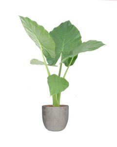 Zimmerpflanze von Botanicly – Elefantenohr in grauem Keramik Übertopf 'MICA' als Set – Höhe: 50 cm – Alocasia Macrorrhiza
