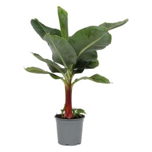 Trendyplants - Musa - Bananenbaum - Zimmerpflanze - Höhe 80-100 cm - Topfgröße Ø21cm
