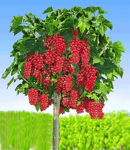 BALDUR-Garten Johannisbeeren 'Rote Rovada', 1 Stamm, Ribes rubrum Johannisbeerstamm Beerenobst winterhart, mehrjährig, pflegeleicht, reiche Ernte an essbaren Früchten