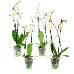 Orchideje od Botanicly - 4 × Bílá motýlí orchidej - Výška: 60 cm, 2 větve, bílé květy - Phalaenopsis Springtime.