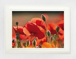 Mohnblumen Gerahmtes Poster Für Fans Und Sammler - Rote Mohnblumen, Blüten Und Knospen (30 x 40 cm)