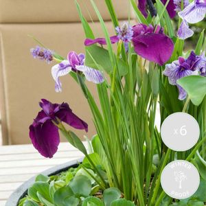 6x Iris \'Kaempferi\' – Japanische Schwertlilie – Teichpflanze – Winterhart – ⌀9 cm - ↕20-30 cm