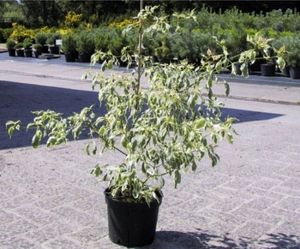 Cornus alternifolia Argentea - Wechselblättriger Hartriegel 40-60cm