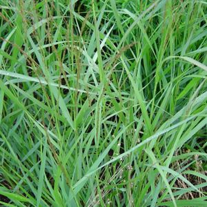 6 x Ruten-Hirse Warrior - Panicum virgatum 'Warrior'  - Topf 9cm x 9cm