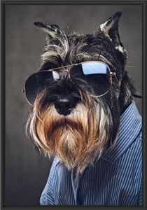 Lustiger Hund mit Hemd und Sonnenbrille im Schattenfugen Bilderrahmen / Format: 100x70 im Schattenfugen-Bilderrahmen / Kunstdruck auf hochwertigem Galeriekarton / hochwertige Leinwandbild Alternative