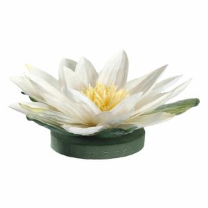 Seerose schwimmend Fiore