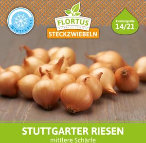 Wintersteckzwiebel Stuttgarter Riesen | Steckzwiebeln von FLORTUS, Menge (Gramm, Kilogramm):500 g