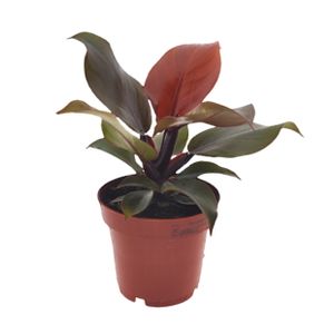 Plant in a Box - Philodendron 'Sonnenlicht' - Tropischen Zimmerpflanze - Wunderschöne rote blätter - Topf 12cm - Höhe 20-30cm