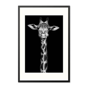 Poster mit Rahmen Giraffe Schwarz/Weiß