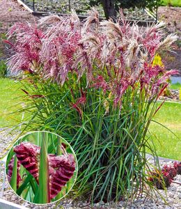 BALDUR-Garten Miscanthus "Boucle®",1 Knolle, Blumenzwiebeln, winterharte Staude, mehrjährig, pflegeleicht, blühend, Schnittblume, Ziergras, Miscanthus sinensis